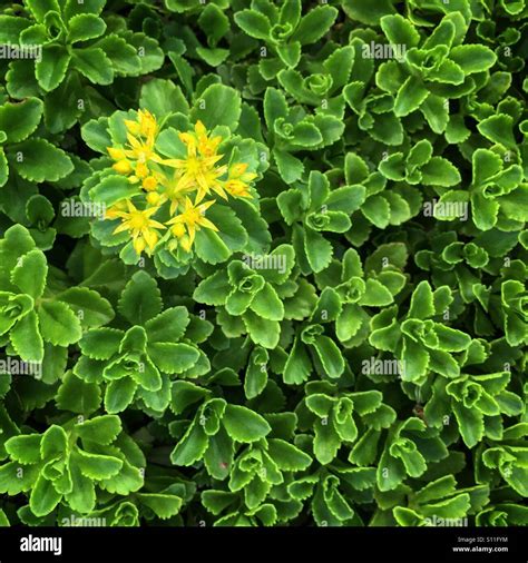 Golden Creeping Sedum