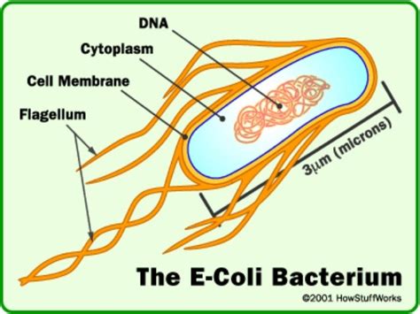 E Coli Generalidades Cbr