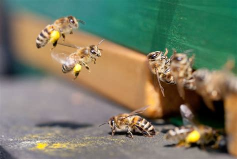 Nearly 40 Decline In Honey Bee Population Last Winter Unsustainable