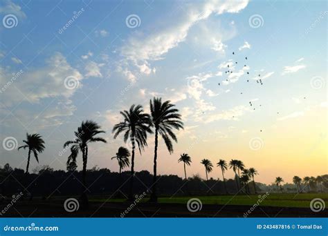 Silueta De Palmera Y Puesta De Sol Con Cielo Nublado Foto De Archivo