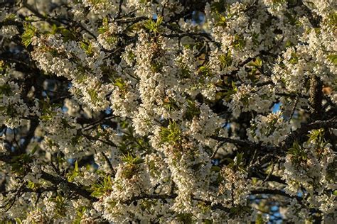 Cuidados Que Debes Darle A Tus Rboles Frutales En Invierno Arboles