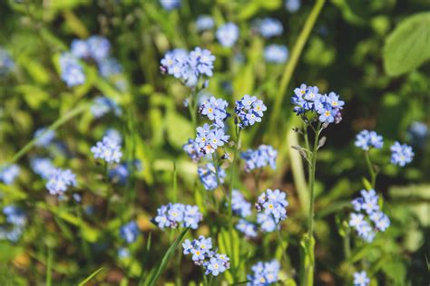 Images Gratuites La Nature Herbe Fleur Prairie Floraison