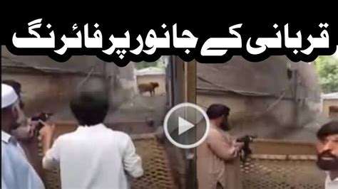 Qurbani Ke Janwar Pr Firing Janwar Pr Zulm Ki Inteha Maulana