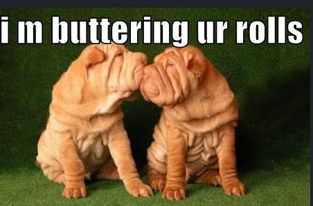 16 Best Shar-Pei Memes of All Time | Page 2 of 5 | The Dogman