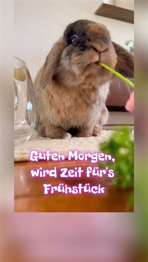 Guten Morgen Frohe ostern video lustig Schöne guten morgen sprüche