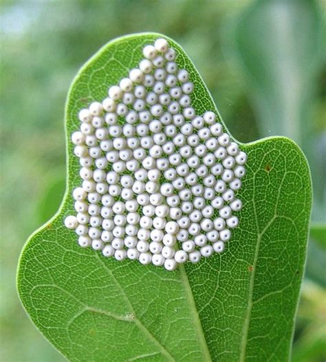 Insect Eggs Identification Guide