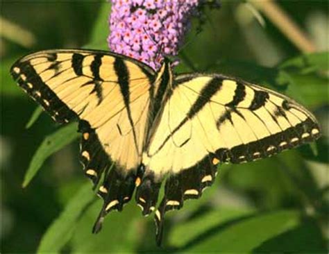 Eastern Tiger Swallowtail