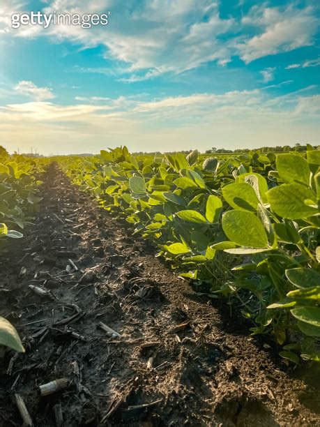 Scenic Morning Views Of Rows Of Soybean Crops Planted Within An