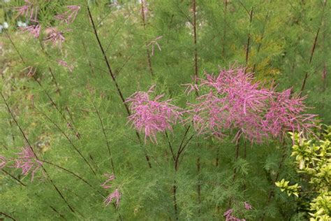 Tamarix Ramosissima Pink Cascade Bbc Gardeners World Magazine