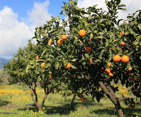 Olio essenziale di arancio dolce proprietà e utilizzi