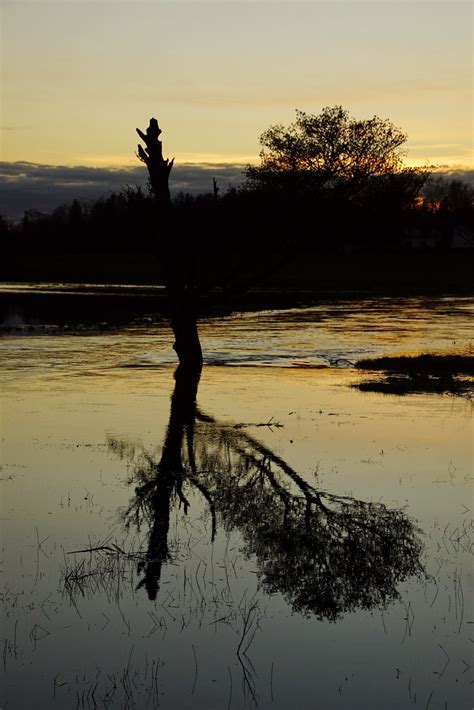 The Single Tree Steen Jeppesen Flickr