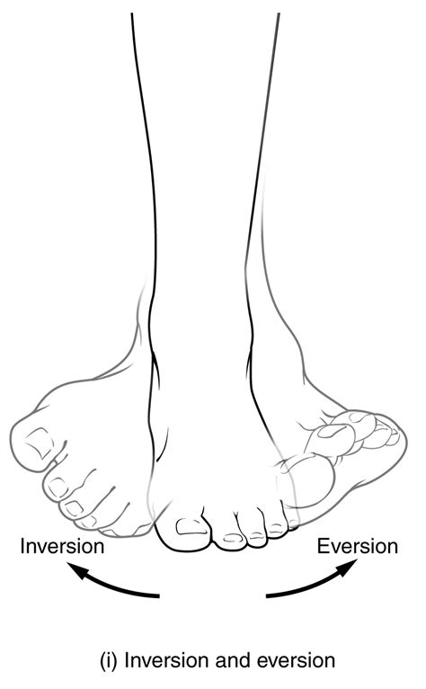 Elevation Definition Anatomy Anatomical Charts Posters