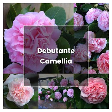 How to Grow Debutante Camellia - Plant Care & Tips | NorwichGardener