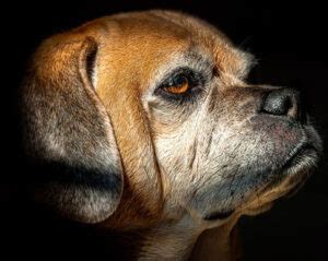 Puggle Charakter Wesen Erziehung Haltung Hunde Fan De