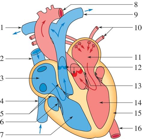 Anatomie | Nursing school notes, Medical student study, Nursing tips