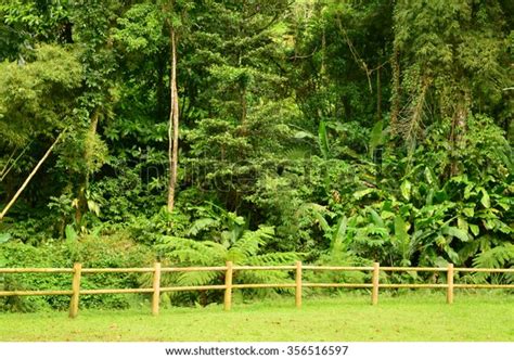 Martinique Domaine D Emeraude Park Morne Stock Photo 356516597