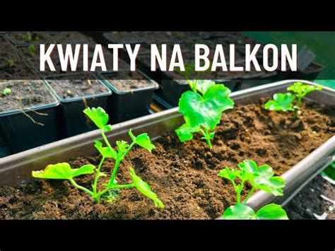 Jak Posadzi Pelargonie Najprostszy Spos B Na Pi Kny Balkon Youtube