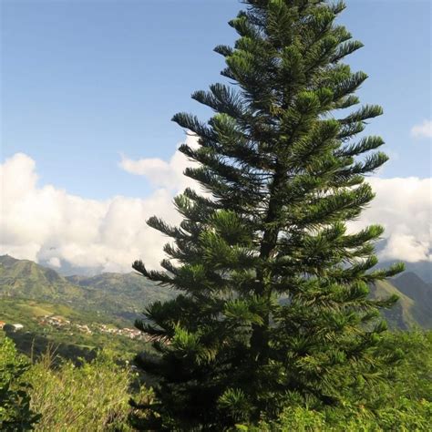 Cook Pine (Araucaria Columnaris) | Sequoia Valley Farms