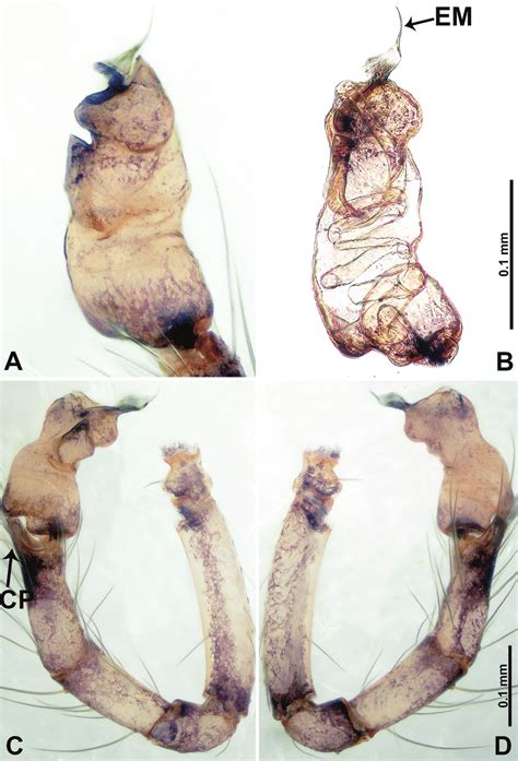 Psiloderces Bolang Sp Nov Male Holotype A Palp Ventral View B