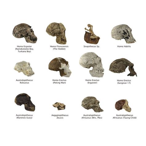 Human Skulls Evolution Model Human Evolution Evolution Evolution Art