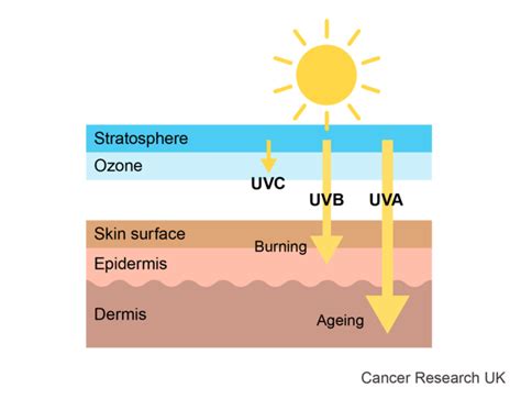 How Does The Sun And Uv Cause Cancer Cancer Research Uk