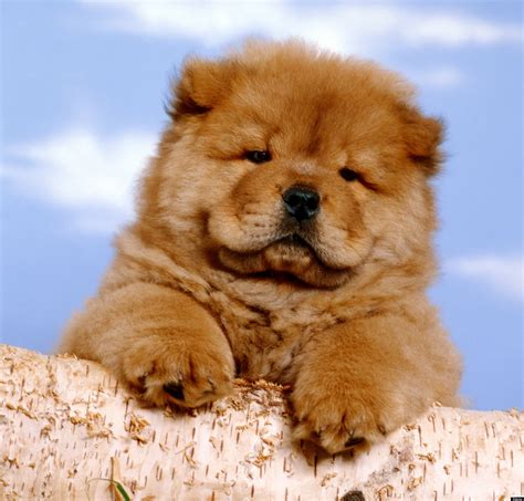 chau chau babyk az en valasztasom az en almom az en eletem