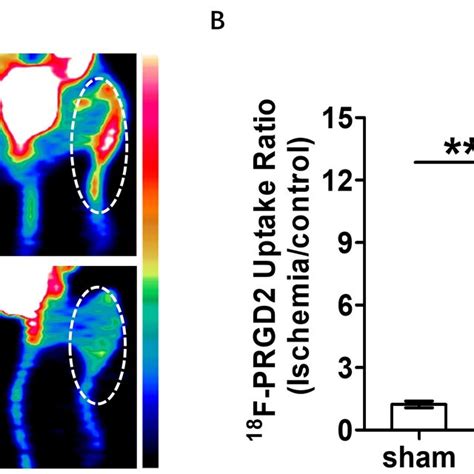 Immunofluorescence staining of integrin β3 in the VEGF treated HI