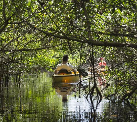 Kayaking in Everglades National park, Florida, USA — Stock Photo ...