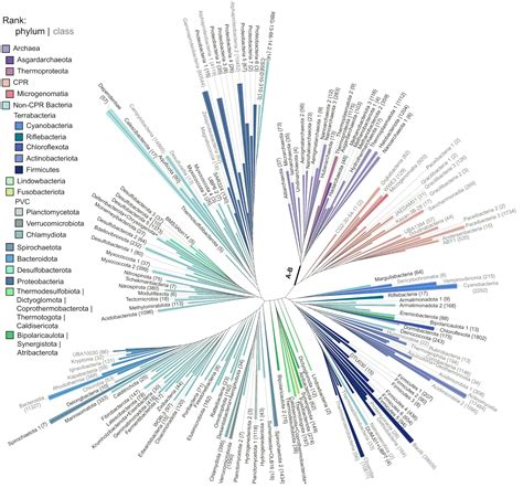 Efficiently Evolving Phylogenetic Trees Introducing A Scalable