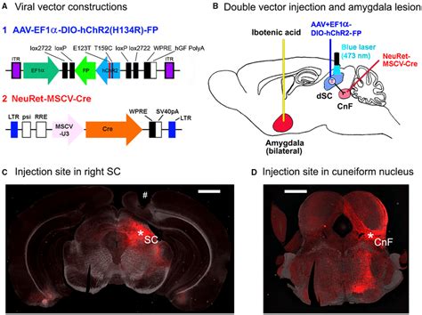 Methods For The Optogenetic Activation Of Sc Defense Pathway In Mice Download Scientific