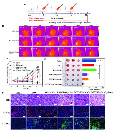 In Vivo Antitumor Effectiveness Of NPs On MCF 7 ADR Bearing BALB C Nude