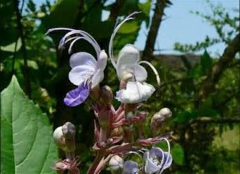 Bharangi Clerodendrum Serratum Uses Benefits And Medicinal Properties