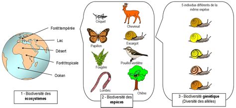 La Biodiversité Correspond à La Diversité Du Vivant [seconde