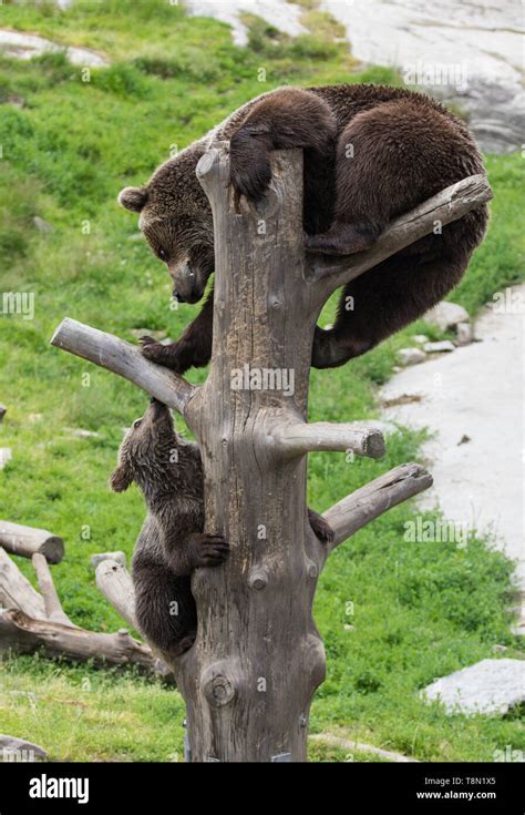 La famille ours brun mignon de maman ours et son bébé ourson jouant sur