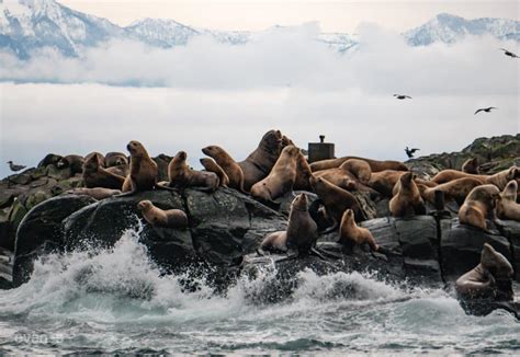 Seals Vs Sea Lions What Are The Differences