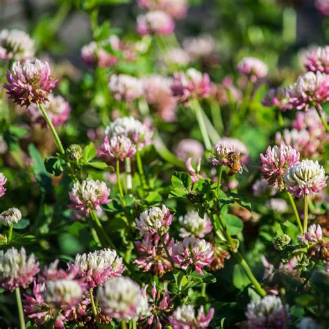 Alsike Clover Seed From Outsidepride - Trifolium Hybridum