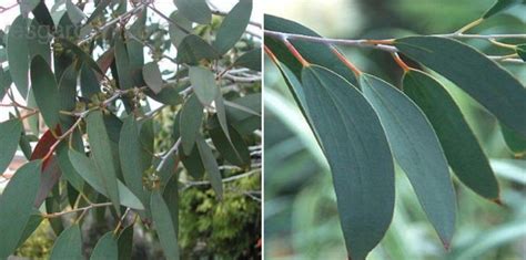 Growing Eucalyptus Indoors From Seeds And Cuttings Gardening Tips