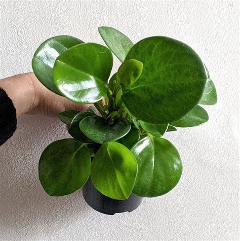 Peperomia obtusifolia (Jade Peperomia) 9.5cm | Plantsmith Indoor Plants ...