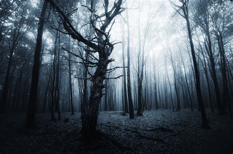 L Skig Mystisk Skog I Dimma I H St Magiska Trees Natur Fotografering