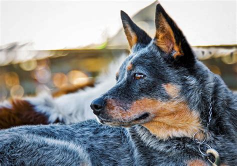 15 Blue Dog Breeds For Lovers Of This Unique Color