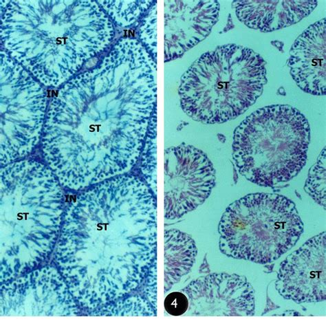 Plate 1 Haematoxylin And Eosin H E Stained Paraffin Sections Of Rat