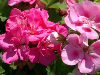 Géranium zonal Pelargonium x hortorum entretien arrosage rempotage