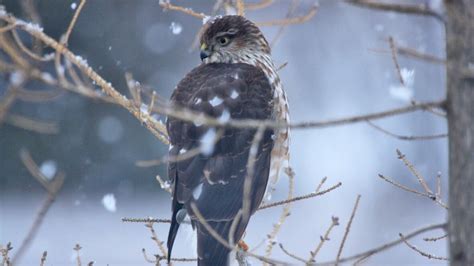 Your Pei Birds Liven Up Winter On The Island Prince Edward Island Cbc News