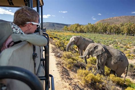 Cape Town Big 5 Safari And Lodge Packages Cape Town Day Tours South Africa