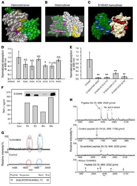 Identification Of The S100A9 Binding Site On TLR4 MD2 A C The PDB