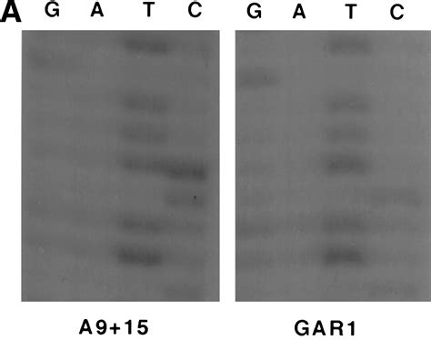 Alpha Satellite DNA Variant Specific Oligoprobes Differing By A Single