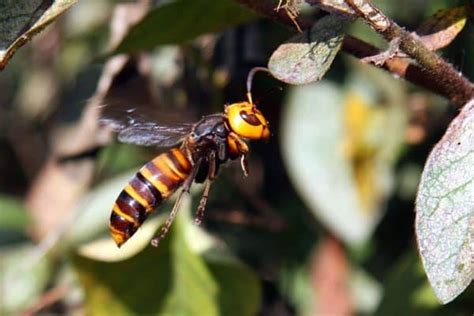 Asian Giant Hornet (Vespa mandarinia) | Incredible Facts | A-Z Animals