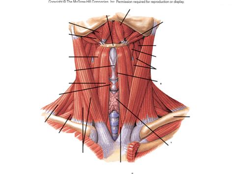 Anatomy Neck Muscles Diagram Quizlet