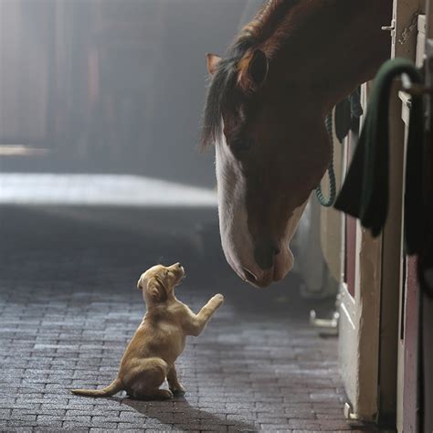 Budweiser Puppy Love Ad - Stevenson Advertising