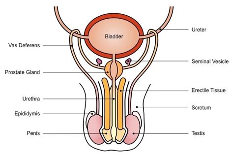 Male Reproductive System Diagram Quizlet